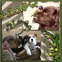 For the Love of Canine...
