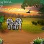 Grazing Friend,,, Zebras