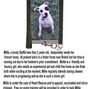 meet millie poster