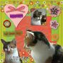 Patches