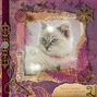 an ordinary cat