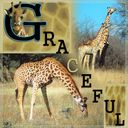 In a word_Graceful In a word_Graceful