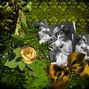 Sweet Recollection