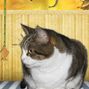 polly card