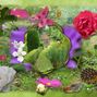 Heavens Garden