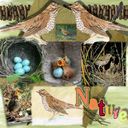 Songthrush
