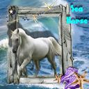 Sea Horse Sea Horse