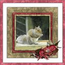 Squirrel Squirrel