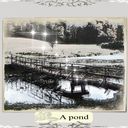 a pond a pond