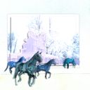 horses horses
