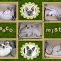 Daisy Cats