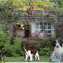 How much is that Doggie in the window How much is that Doggie in the window