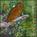 A Wise Old Owl