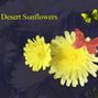 Desert Flowers