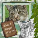 Pussycat, Pussycat