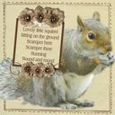 Lovely Little Squirrel.... Lovely Little Squirrel....