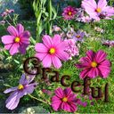 In a Word Challenge - Graceful In a Word Challenge - Graceful