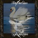Swan Lake Reflection Swan Lake Reflection