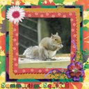 Summertime Squirell Summertime Squirell