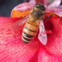 Botanical Beauty