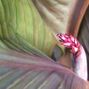 Botanical Beauty