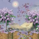 lilac garden lilac garden