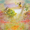 two little dickie birds two little dickie birds