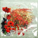 Poppy fields Poppy fields