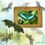 Butterfly beauty