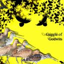 Gaggle of Godwits
