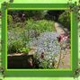 front forgetmenots
