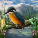 Kingfisher Kingfisher