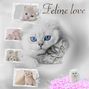 feline love