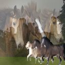 Horses Horses