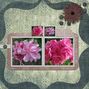Lovely Flowers