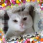 CandyCat