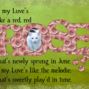 A Robert Burns poem